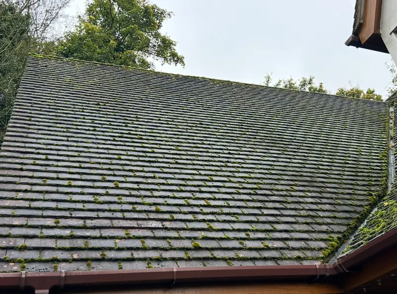 Roof tiles covered in green moss before cleaning
